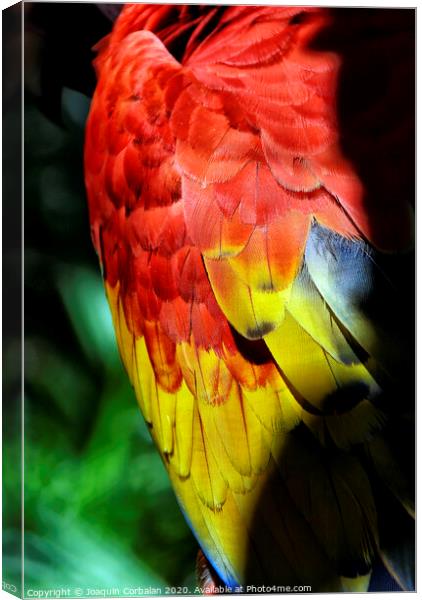 Parrot tropical birds with colorful feathers Canvas Print by Joaquin Corbalan