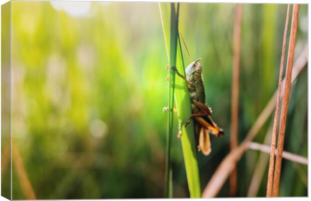 Grasshopper insect focused in the foreground, on a green background out of focus with copy space. Canvas Print by Joaquin Corbalan