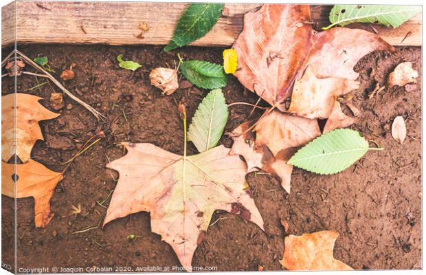Dry leaves fallen on the ground one autumn afternoon. Canvas Print by Joaquin Corbalan