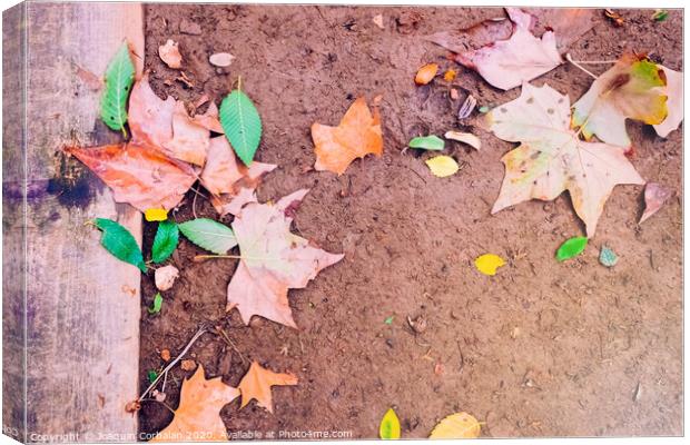 Ground muddy with dry leaves after the first rains of autumn, copy space to use as background. Canvas Print by Joaquin Corbalan