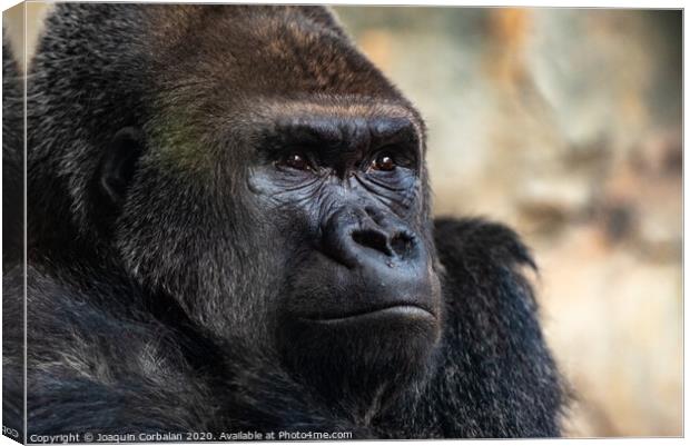 Male western gorilla looking around, Gorilla gorilla gorilla Canvas Print by Joaquin Corbalan