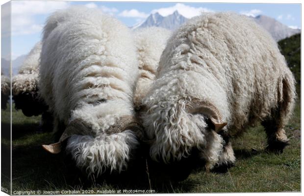 Woolly sheep grazing on the mountain Canvas Print by Joaquin Corbalan