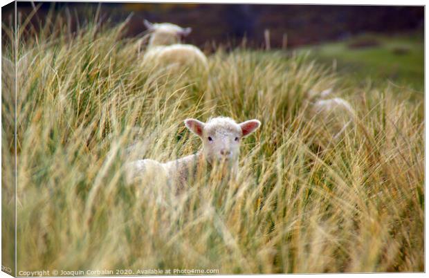 Lambs jumping among the grass in New Zealand. Canvas Print by Joaquin Corbalan