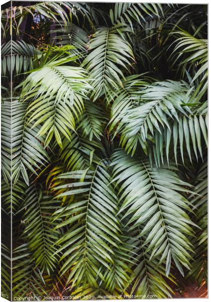 Vertical image of a lush forest with broad green palm leaves, natural background. Canvas Print by Joaquin Corbalan