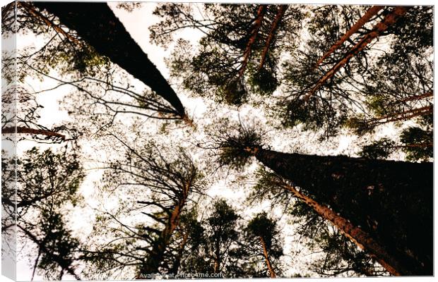 Inspiring image of tall trees seen from below with the sky in the background. Canvas Print by Joaquin Corbalan