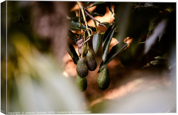 Green fruits of the avocado tree hanging from the branches, dark background. Canvas Print by Joaquin Corbalan