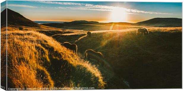 Authentic wild Icelandic horses in nature riding in golden. Canvas Print by Joaquin Corbalan