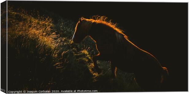 Authentic wild Icelandic horses in nature riding in golden. Canvas Print by Joaquin Corbalan