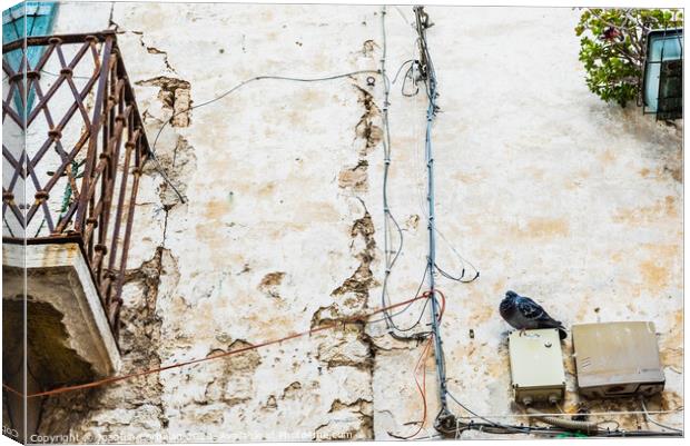Pigeon perched on the wall of an old abandoned house in an Italian city. Canvas Print by Joaquin Corbalan