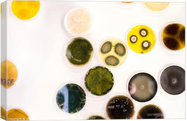 Culture of bacteria in petri dish Canvas Print by Joaquin Corbalan