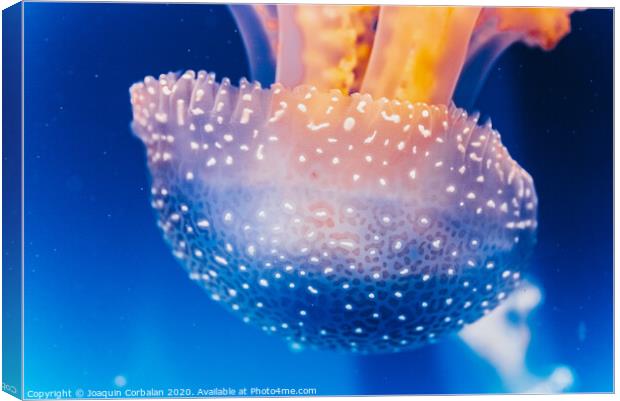 Beautiful translucent white jellyfish floating in the water with blue background, marine concept. Canvas Print by Joaquin Corbalan