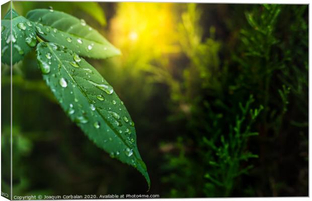 Background with green leaves and detail of dew drops at sunset with copy space. Canvas Print by Joaquin Corbalan