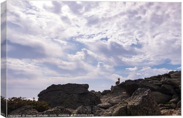 Goat silhouette, ibex pyrenaica, on top of a rocky cliff. Canvas Print by Joaquin Corbalan