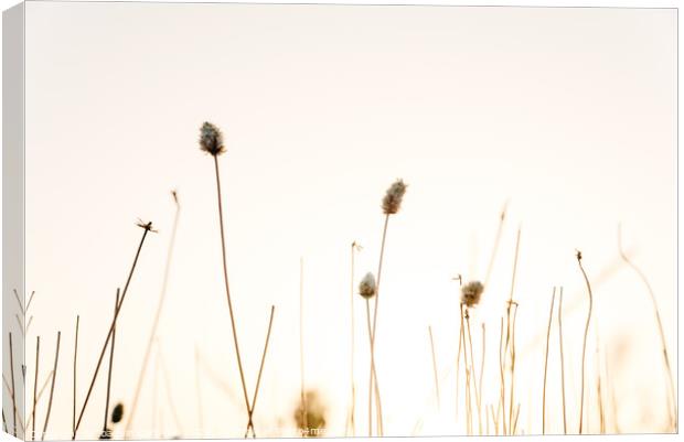 Sprigs of dried plants in summer, nature background. Canvas Print by Joaquin Corbalan