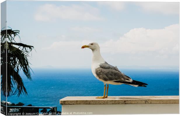 Seagull posing for the photographer with the background of the blue mediterranean sea. Canvas Print by Joaquin Corbalan