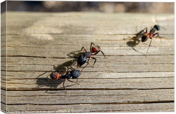 Macro of several queen ants looking for a mate to make a nest. Canvas Print by Joaquin Corbalan
