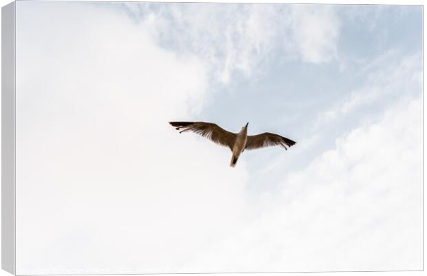 Seagull flying viewed from below with outstretched wings on a cloudy day. Canvas Print by Joaquin Corbalan