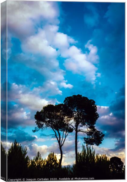 Silhouette of two lonely trees at sunset against the background of a warm blue cloudy sky. Canvas Print by Joaquin Corbalan
