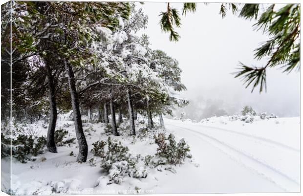Snowy road difficult to reach with snow piled up in the trees. Canvas Print by Joaquin Corbalan