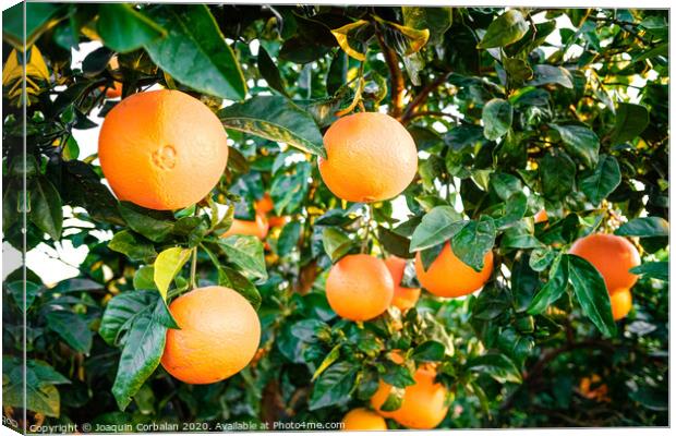 Young orange trees in an orchard full of ripe fruit in an agriculture business. Canvas Print by Joaquin Corbalan
