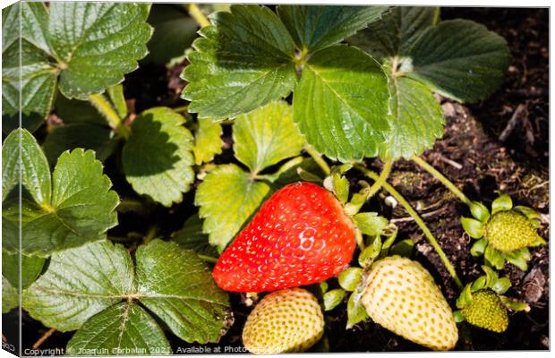 Strawberries grown in a pot in an urban garden, half ripe. Canvas Print by Joaquin Corbalan