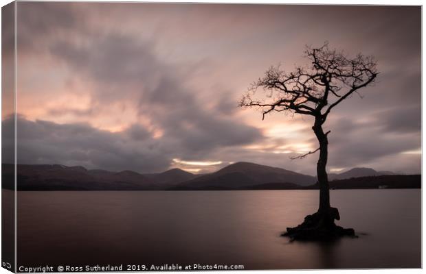 Milarrochy Bay Tree Canvas Print by Ross Sutherland