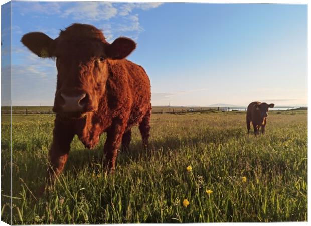Cow and calf and the lush grass Canvas Print by Myles Campbell