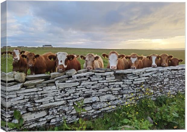 Young cows peeking over stone wall  Canvas Print by Myles Campbell