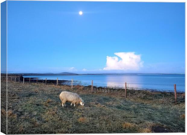 Dottie the lamb grazing under the morning moon  Canvas Print by Myles Campbell
