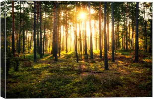 Sun beams shines in pine forest Canvas Print by eyecon 