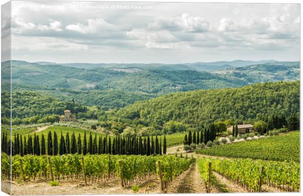 Vineyards landscapes in the morning in Albola. Canvas Print by eyecon 