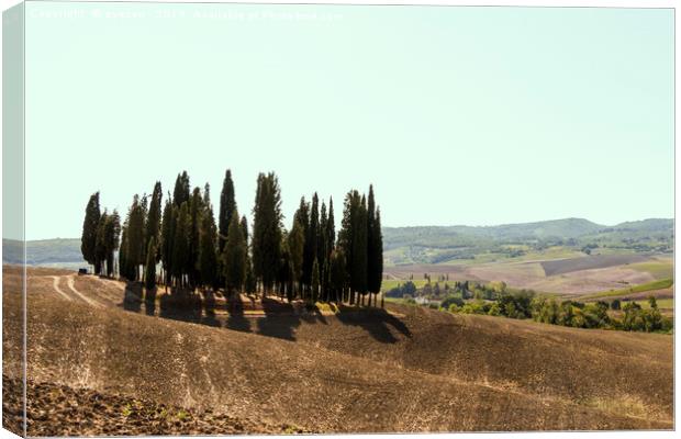 Typical landscapes for Siena Province in Tuscany,  Canvas Print by eyecon 