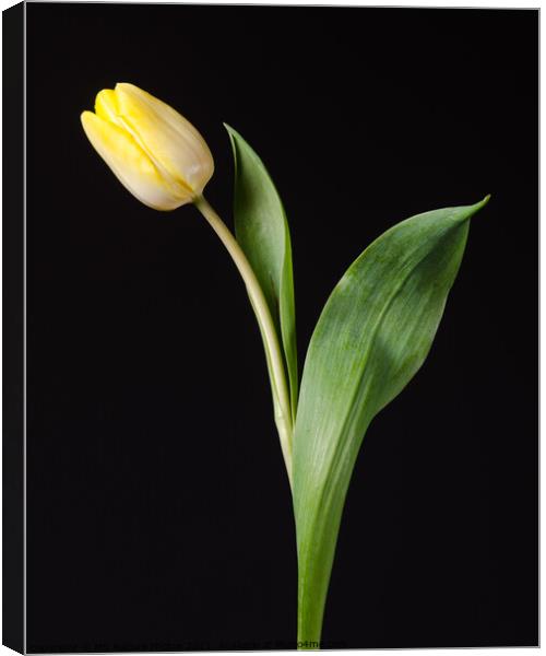 Yellow tulip flower Canvas Print by Mike C.S.