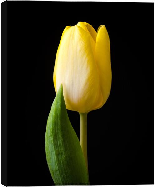 Yellow tulip flower Canvas Print by Mike C.S.