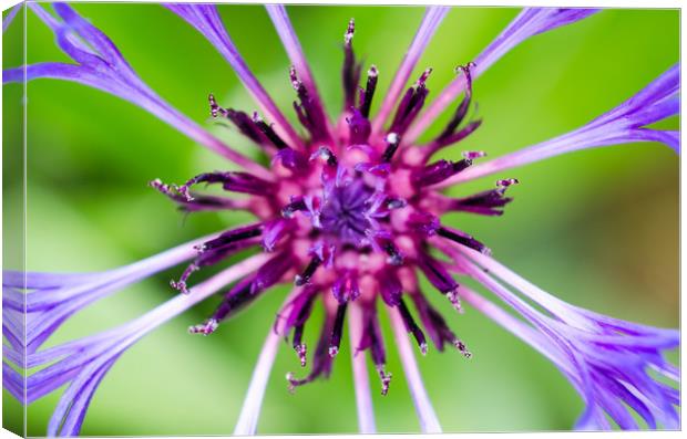 Purple Beauty Canvas Print by Mike C.S.