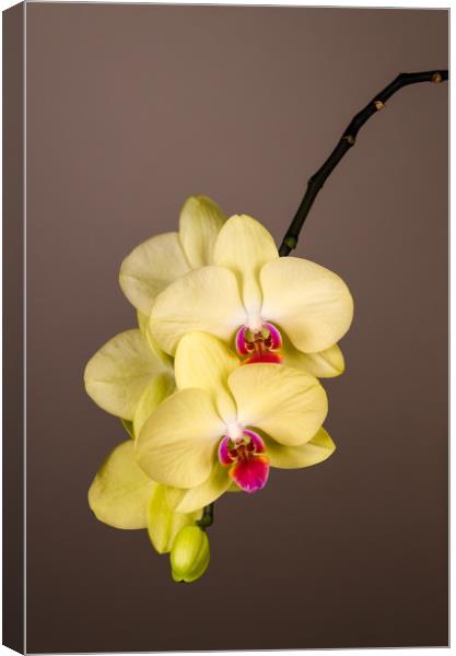 Yellow Orchid Still Life  Canvas Print by Mike C.S.