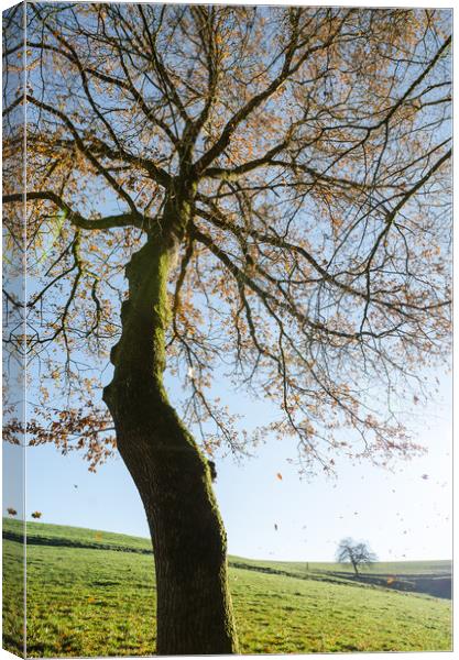 Falling leaves in autumn Canvas Print by Mike C.S.