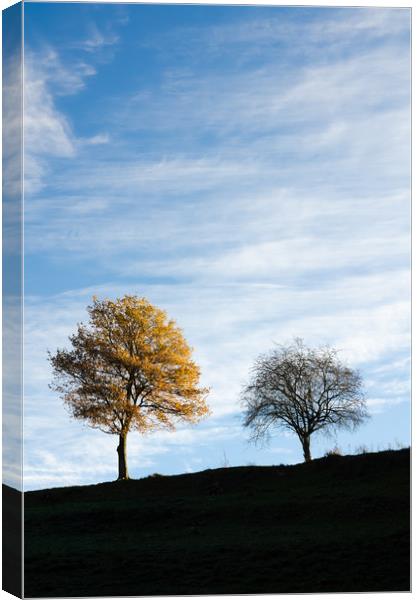 Two trees in autumn Canvas Print by Mike C.S.