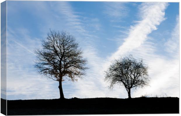 Two Trees Canvas Print by Mike C.S.