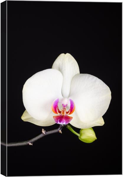 White Orchid Still Life  Canvas Print by Mike C.S.