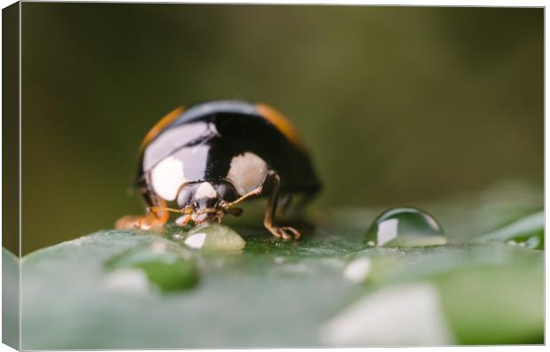 Ladybug On A Leaf  Canvas Print by Mike C.S.