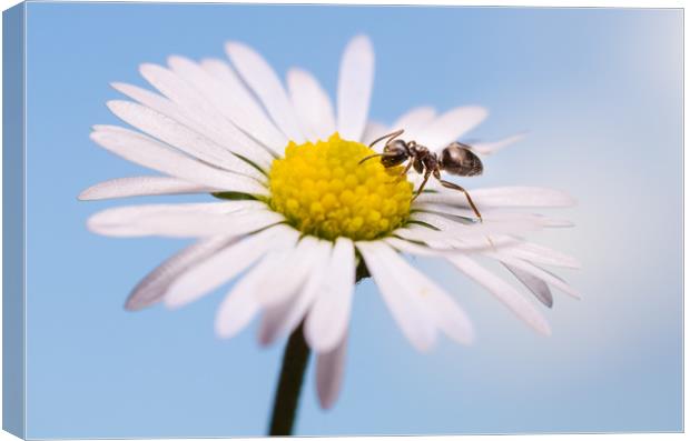 Ant On A Flower  Canvas Print by Mike C.S.