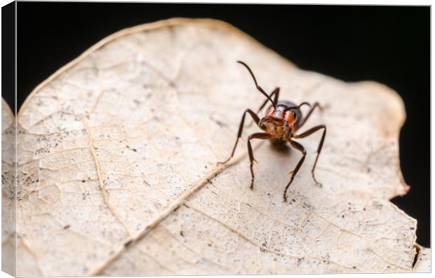Ant On A Leaf  Canvas Print by Mike C.S.