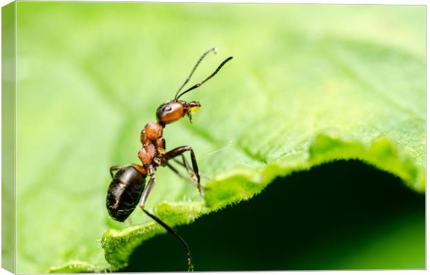 Ant In The Forest  Canvas Print by Mike C.S.