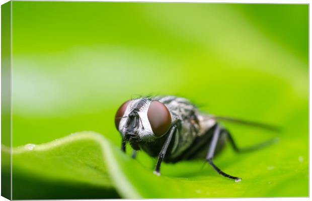 Fly On A Leaf  Canvas Print by Mike C.S.