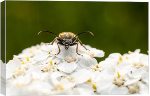 Longhorn Beetle On A Flower  Canvas Print by Mike C.S.