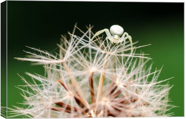 Crab Spider On A Dandelion  Canvas Print by Mike C.S.