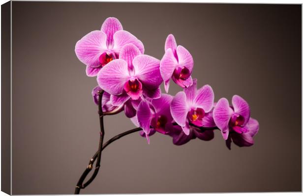 Purple Orchid Still Life   Canvas Print by Mike C.S.