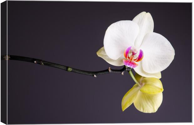 White And Yellow Orchid  Canvas Print by Mike C.S.