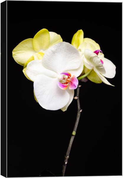 White And Yellow Orchids  Canvas Print by Mike C.S.